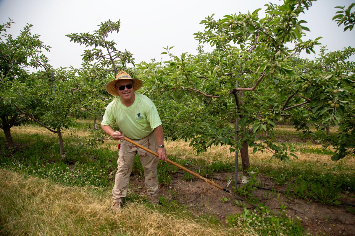 John Mazzarella suckering, or clearing weeds away from, an apple tree with a hoe