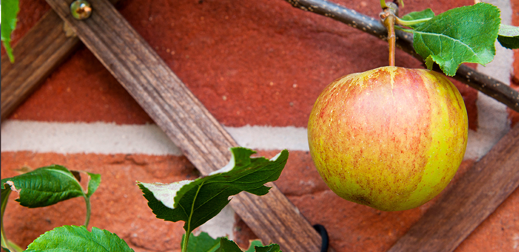 An apple hanging from a tree